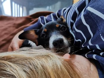 Close-up of person with dog