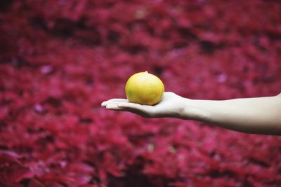 Close-up of cropped hand holding flower