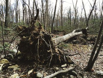 Trees in forest