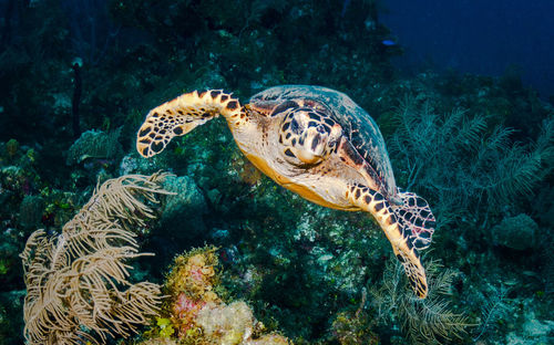 Turtle swimming in sea