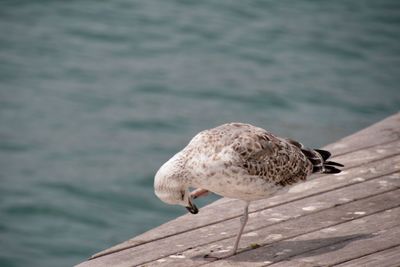 Seagull perching on a pier