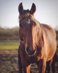 Close-up portrait of horse standing on field against sky at barn