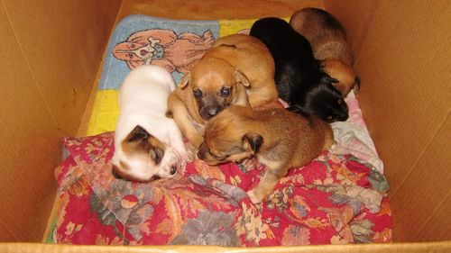 High angle view of puppy relaxing on bed at home