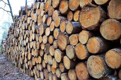 Stack of logs in forest