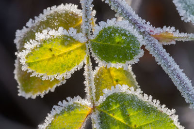 Close-up of frozen plant leaves during winter