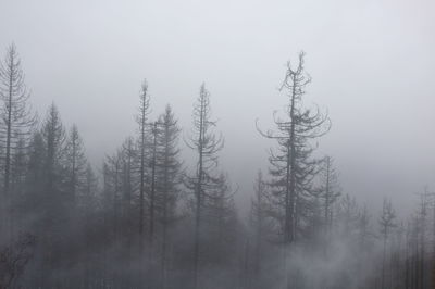 Trees in forest during foggy weather