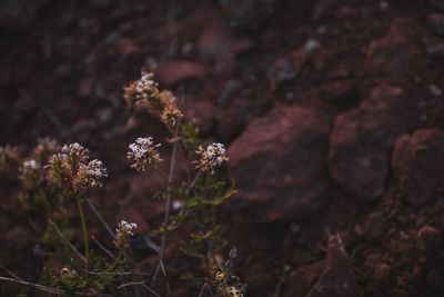 Close-up of flowering plant on land