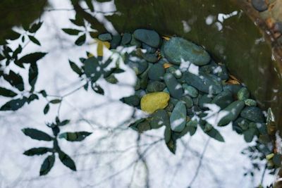 Leaves floating on water