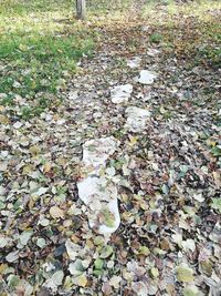 High angle view of dried leaves on stones