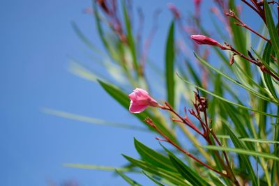 Close-up of pink flowers