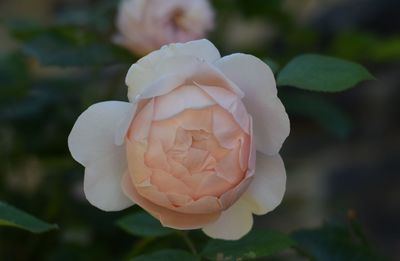 Close-up of white rose