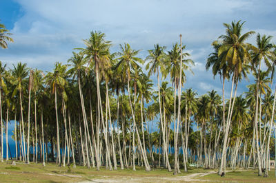 Palm trees on beach against sky