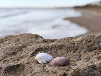 Close-up of seashell on rock