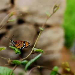 Close-up of butterfly on flower