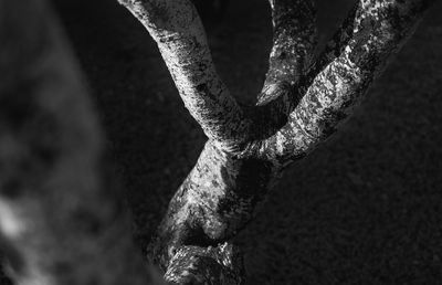 Abstract tree branch in black and white