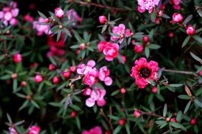 Close-up of pink flower