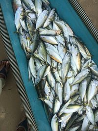 High angle view of fish in container