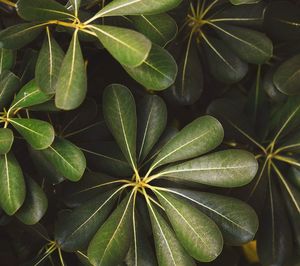 High angle view of green leaves