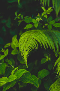 Close-up of autumnal leaves
