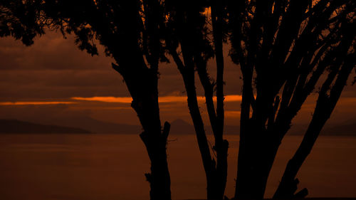 Low angle view of silhouette trees against sky at sunset