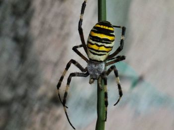 Close-up of spider on web