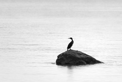 Bird perching on rock