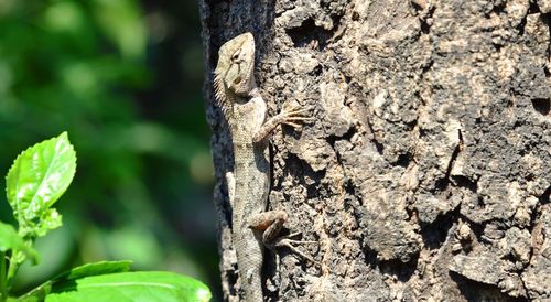 Close-up of lizard on tree trunk