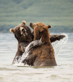 Close-up of bears swimming in lake