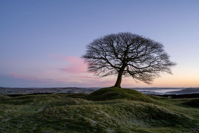 Bare tree on field against sky during sunset