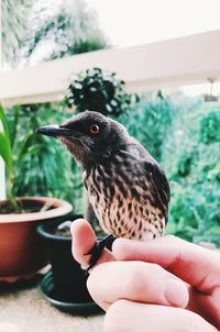 Close-up of hand holding bird