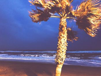 Close-up of tree on beach against sky