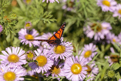 Close-up of butterfly on purple flowers