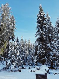 Winter forest