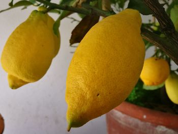 Close-up of yellow fruits on tree