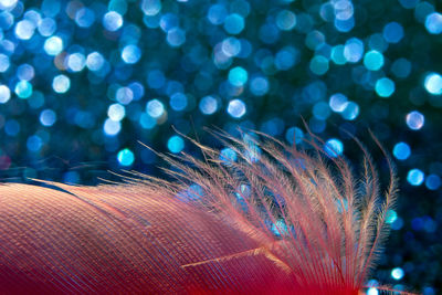 Close-up of jellyfish in sea