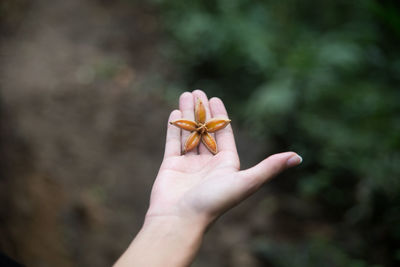 Cropped image of person holding star shaped flower