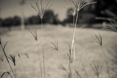 Close-up of grass against sky
