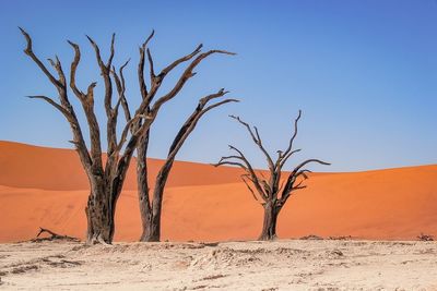 Bare tree in desert against sky