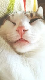 Close-up of cat sleeping