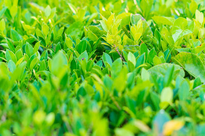 Full frame shot of fresh green plants