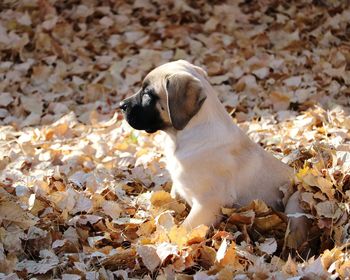 Close-up of dog sitting on autumn leaves