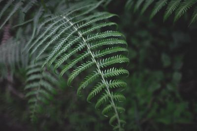 Close-up of fern leaves