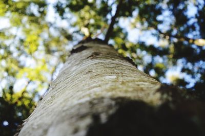 Low angle view of wooden tree in forest