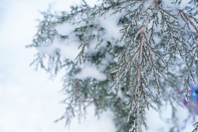 Close-up of snow covered pine tree