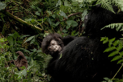 Monkey in a forest