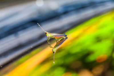 Close-up of insect on leaf against blurred background