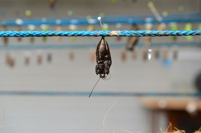 Close-up of insect on rope