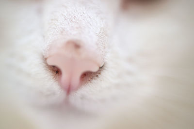 Close-up of cat