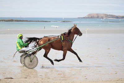 Rear view of man riding horse on beach