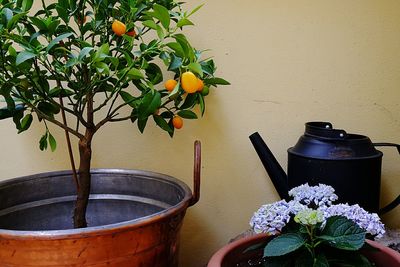 Close-up of potted plant on table against wall